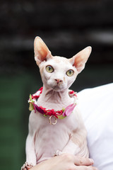 Close-up of a cat bald Canadian sphinx in the sun playing with a pair of wedding gold wedding rings