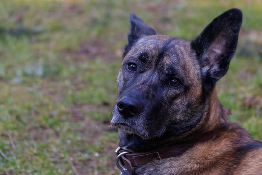 Tired Dog In Grass Perks One Ear