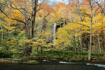 A silky waterfall tumbling down into Oirase Stream in the autumn forest of Towada Hachimantai National Park, Aomori Japan
 ~ Brisk fall scenery of Northeastern Japan