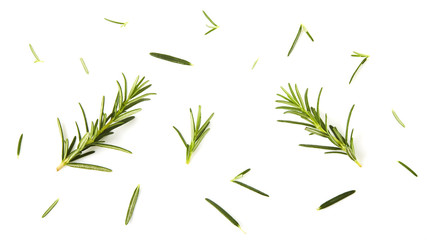 Fresh rosemary on white background