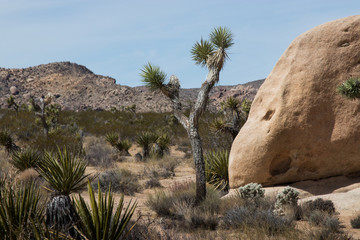 Joshua Trees in the desert