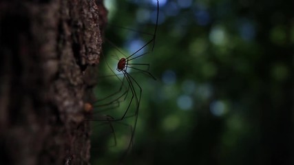 A typical harvestman spider, more commonly known as daddy longlegs on the side of a tree