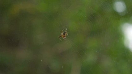 A spider that shakes its web when disturbed