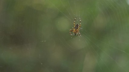 A spider eating a bug, then making defensive postures in response to a threat