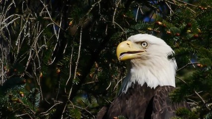Alaskan eagle perched in a tree