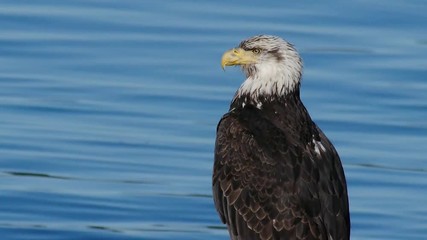 A wild bald eagle by the water