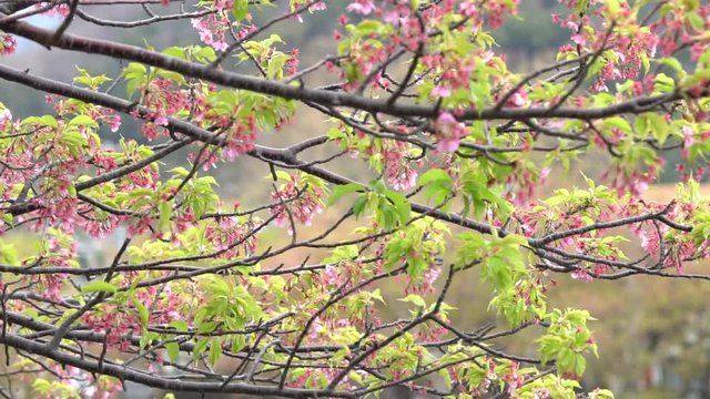 Pink cherry blossom(Cherry blossom, Japanese flowering cherry) on the Sakura tree. Sakura flowers are representative of Japanese flowers. The main part of the winter pass. I love everyone.