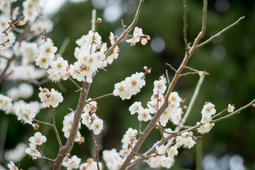 梅の花