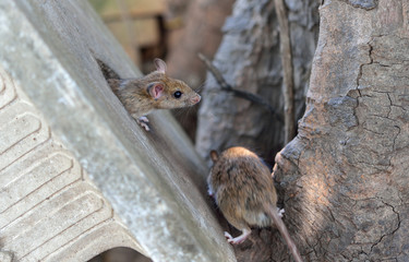 Brown Rat (Rattus norvegicus)
