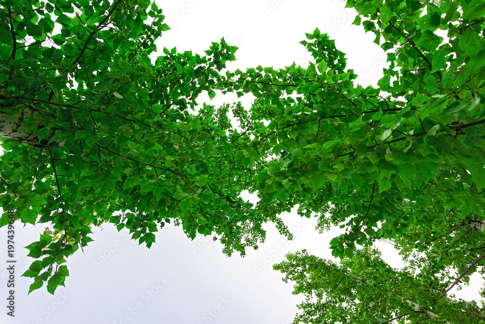 Wall mural green crown trees view from below into the sky. green crown of trees against the sky. view of the sk