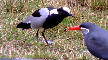 A Blacksmith Lapwing and an Inca Tern in grass