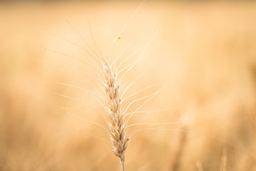 barley field nature
