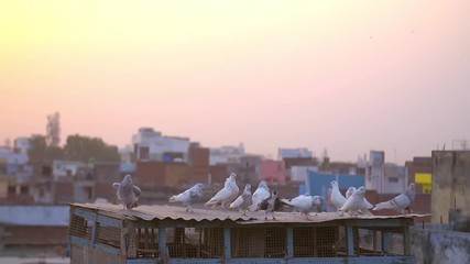 birds on a rooftop in an urban part of india
