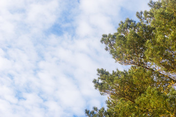 green pine branches against the blue sky with clouds background, fragment of the tree ate against the sky, view from below upwards