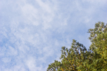 green pine branches against the blue sky with clouds background, fragment of the tree ate against the sky, view from below upwards