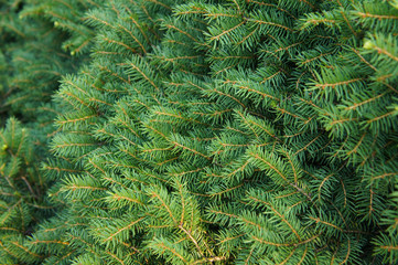 Green abies or christmas tree many branches background