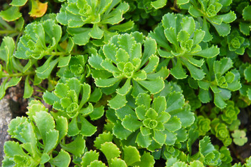 Sedum kamtschaticum or kamchatka sedum stonecrop green plant background