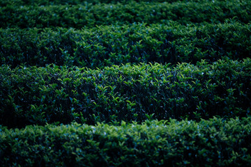 宇治茶イメージ