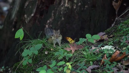 chipmunk doing what chipmunks do best in grass and leaves