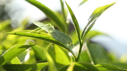 Close up of a grasshopper perched on tea leaves in a tea plantation