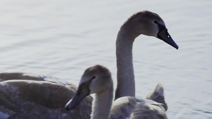Close up of a swan with cygnet