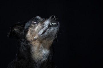 Portrait eines Mischlingshundes