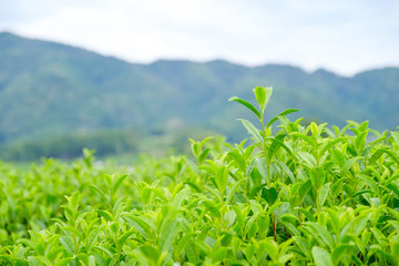 Naklejka premium 京都府和束町の茶畑