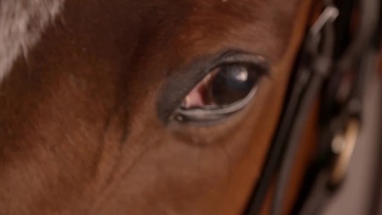 Close up slow motion clip of the eye of a racehorse