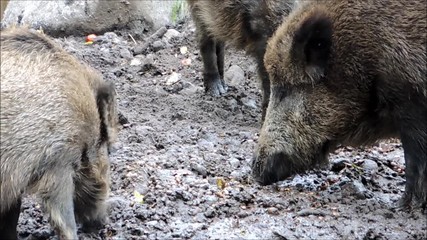 Close-up of some boars digging for food