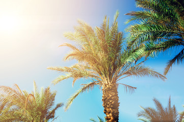 Obraz na płótnie Canvas Green tropical palm trees over clear blue sky. Summer and travel concept. Holiday background. Palm leaves and branches texture with copy space.