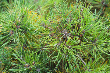 Pinus mugo mughus green shrub