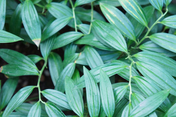 Obraz premium Polygonatum odoratum green plant leaves background