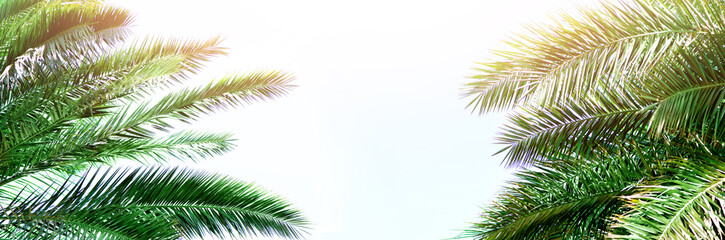 Tropical green palm leaves and branches on blue sky with copy space. Sunny day, summer concept. Sun over palm trees. Travel, holiday background. Banner