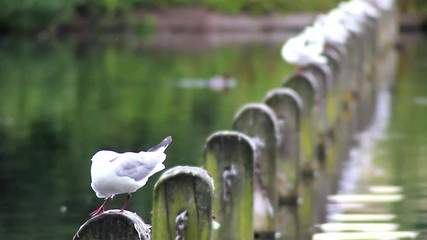 Seagulls sitting on posts on a lake