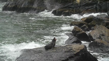 seal yawning whilst laid on a rock