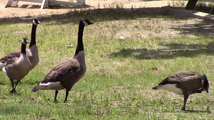 Several ducks standing around then walk over to the right
