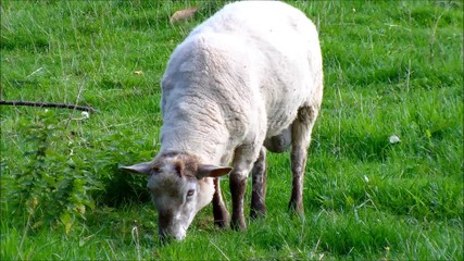 sheep eats grass and then leaves