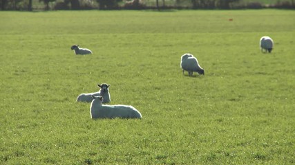 Sheep grazing in a field