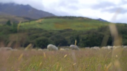 sheep grazing to grass blowing in the wind