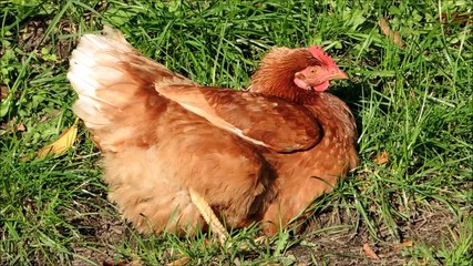 Shot of a hen sitting in grass