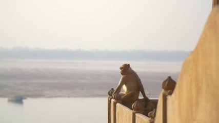 shot of a monkey sat on a wall