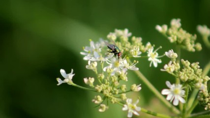 small fly crawling on white flowers