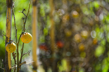 Plantation of tomatoes