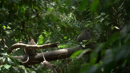 Small monkeys leaping and running along green leafy branches