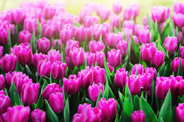 Violet, purple, lilac tulips background. Summer and spring concept, copy space. Tulip flowers field in sunlight. Soft selective focus.