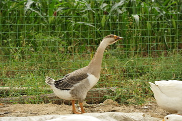 goose