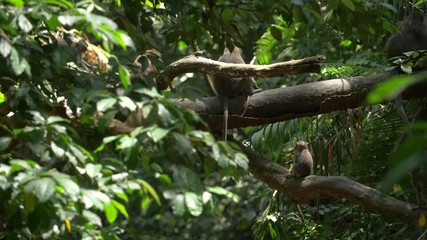 small monkey running and jumping between branches