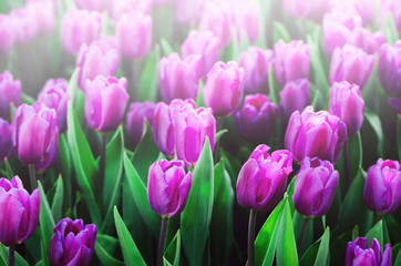 Obraz premium Violet, purple, lilac tulips background. Summer and spring concept, copy space. Tulip flowers field in sunlight. Soft selective focus.