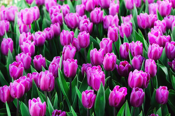 Fototapeta premium Violet, purple, lilac tulips background. Summer and spring concept, copy space. Tulip flowers field in sunlight. Soft selective focus.