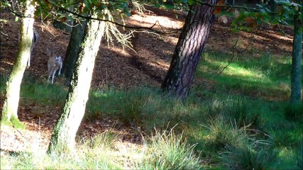 Some fallow deers running away